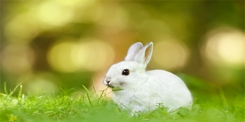 Mơ thấy con thỏ trắng bị bắn hoặc bị thương thể hiện sự lo lắng bất an