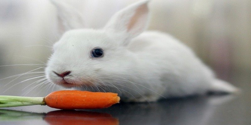 Mơ thấy thỏ trắng đang ăn cà rốt